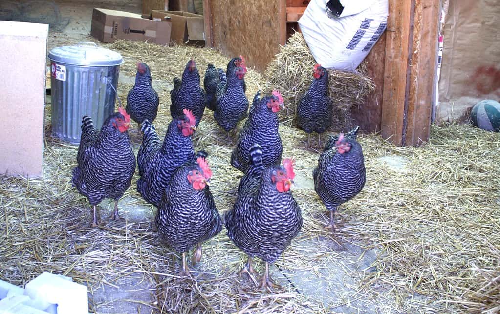 Barred Rock Chicken Health and Disease Prevention