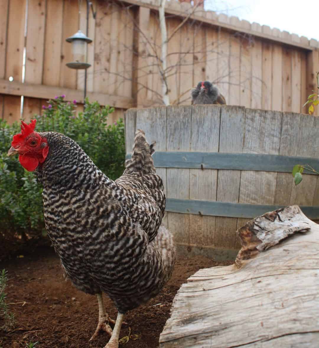 Barred Rock Chickens