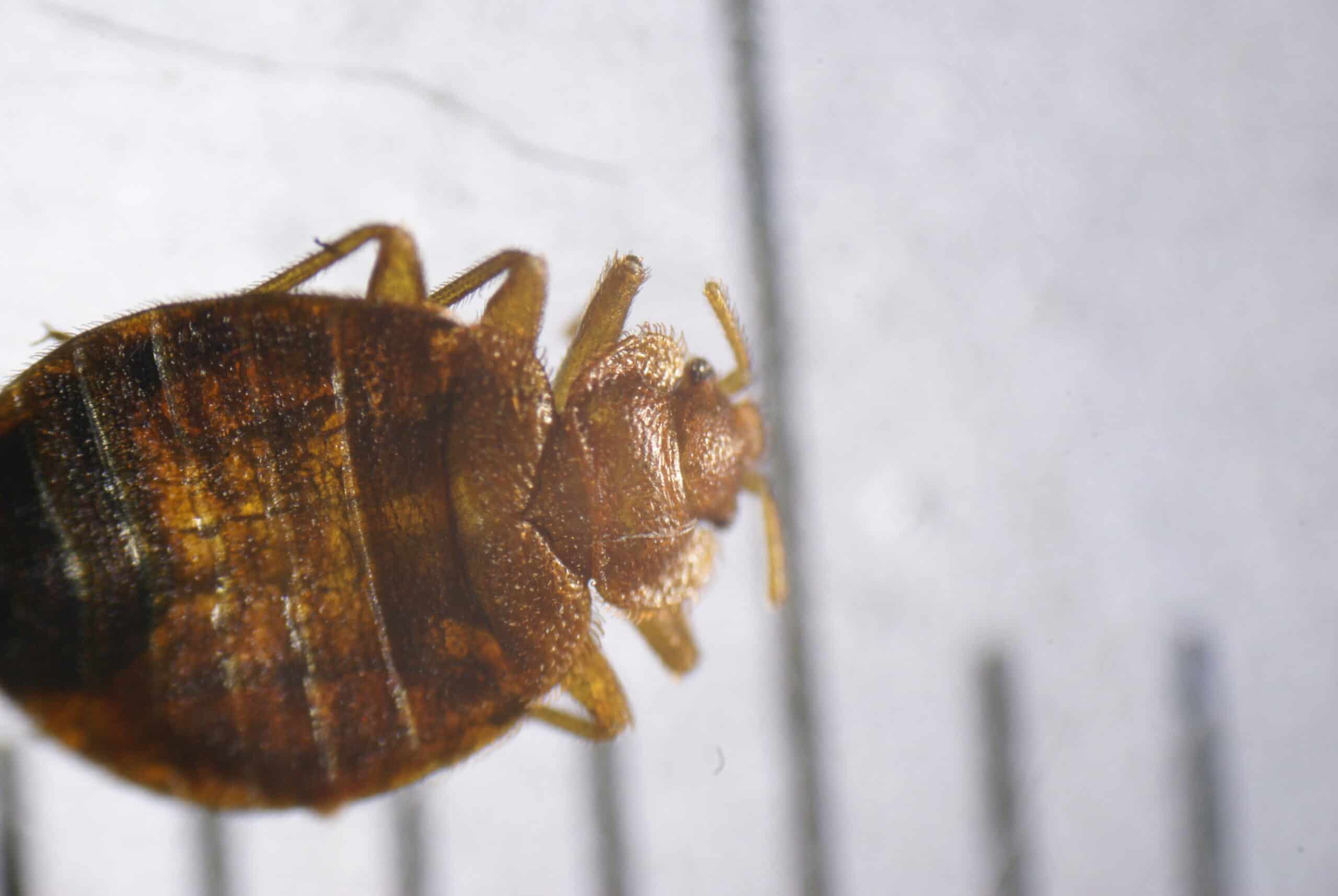 Bedbugs (Cimex lectularius)