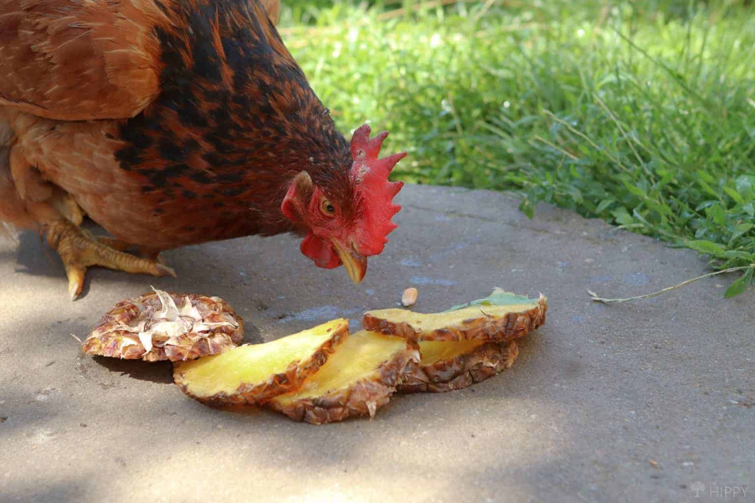 Benefits of Eating Pineapples for Chickens