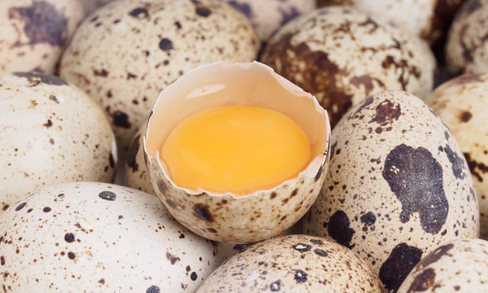 Benefits of Quail Eggs
