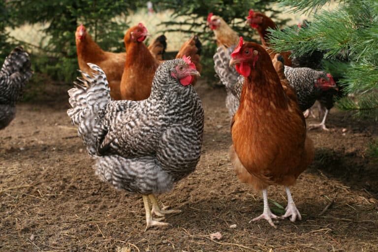 11 Best Chicken Breeds For Kids (Updated 2023)