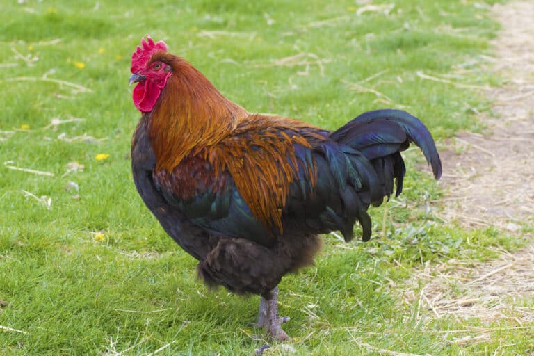 Black Copper Marans: Everything You Need To Know