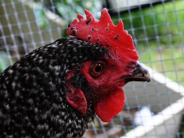 Black Spots on a Chicken Comb