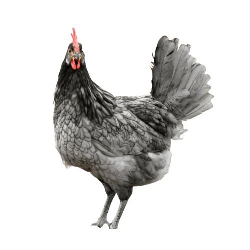 Blue-Andalusian-chicken-breeds-1