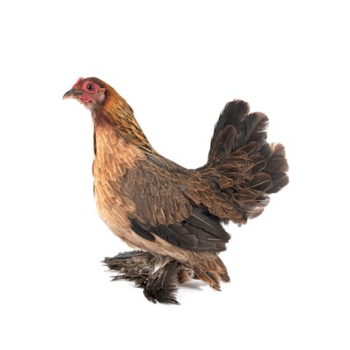Booted-Bantam-Chicken-Breeds