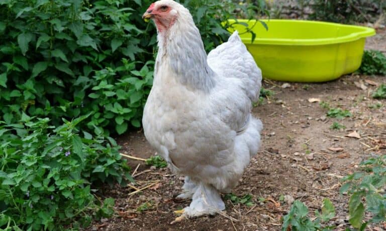 Brahma Chicken: Everything You Need to Know