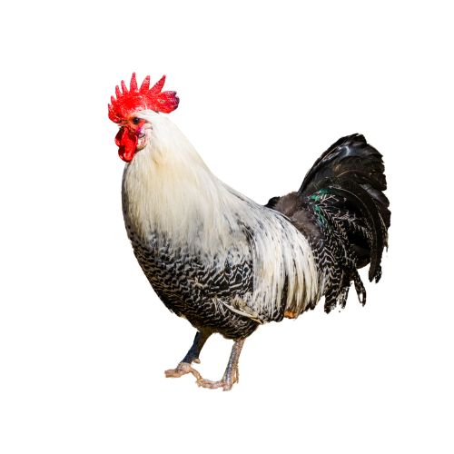 Brakel-chicken-breeds