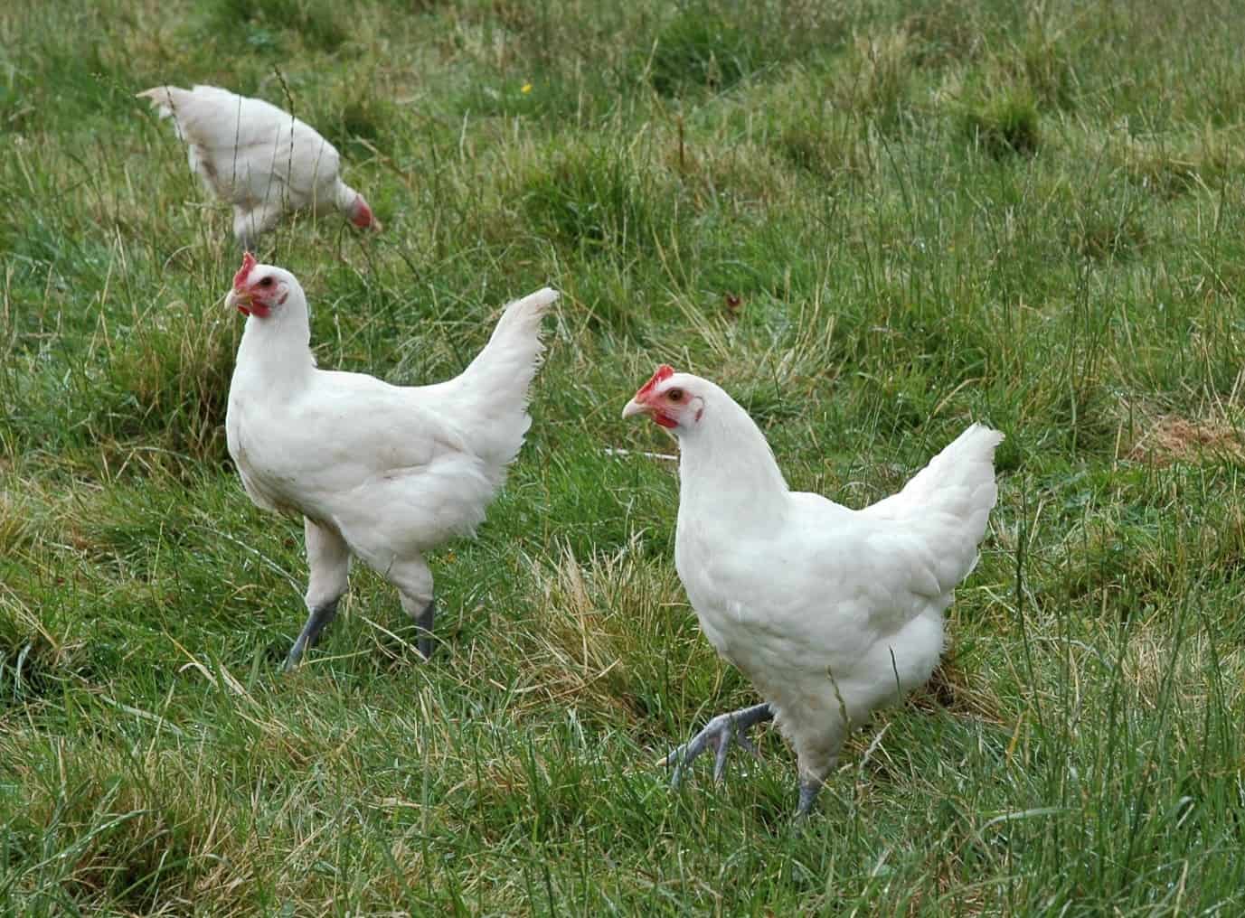Bresse Chicken Characteristics