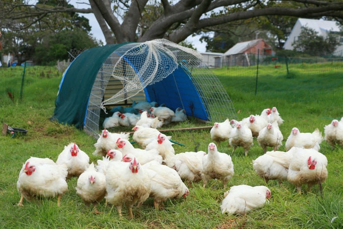 Budget for Raising Meat Chickens