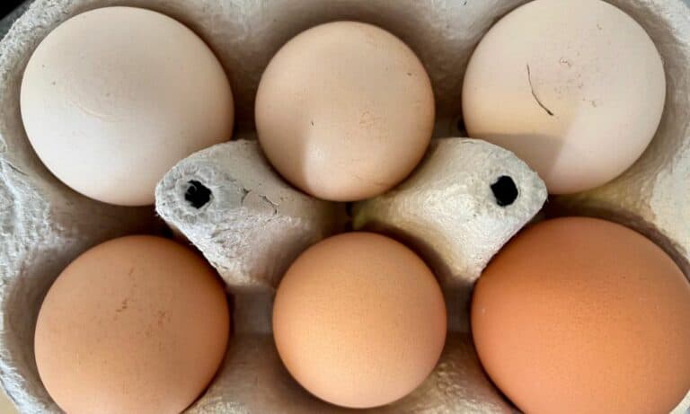 Cage-Free vs. Free-Range Eggs: Which is Healthier?