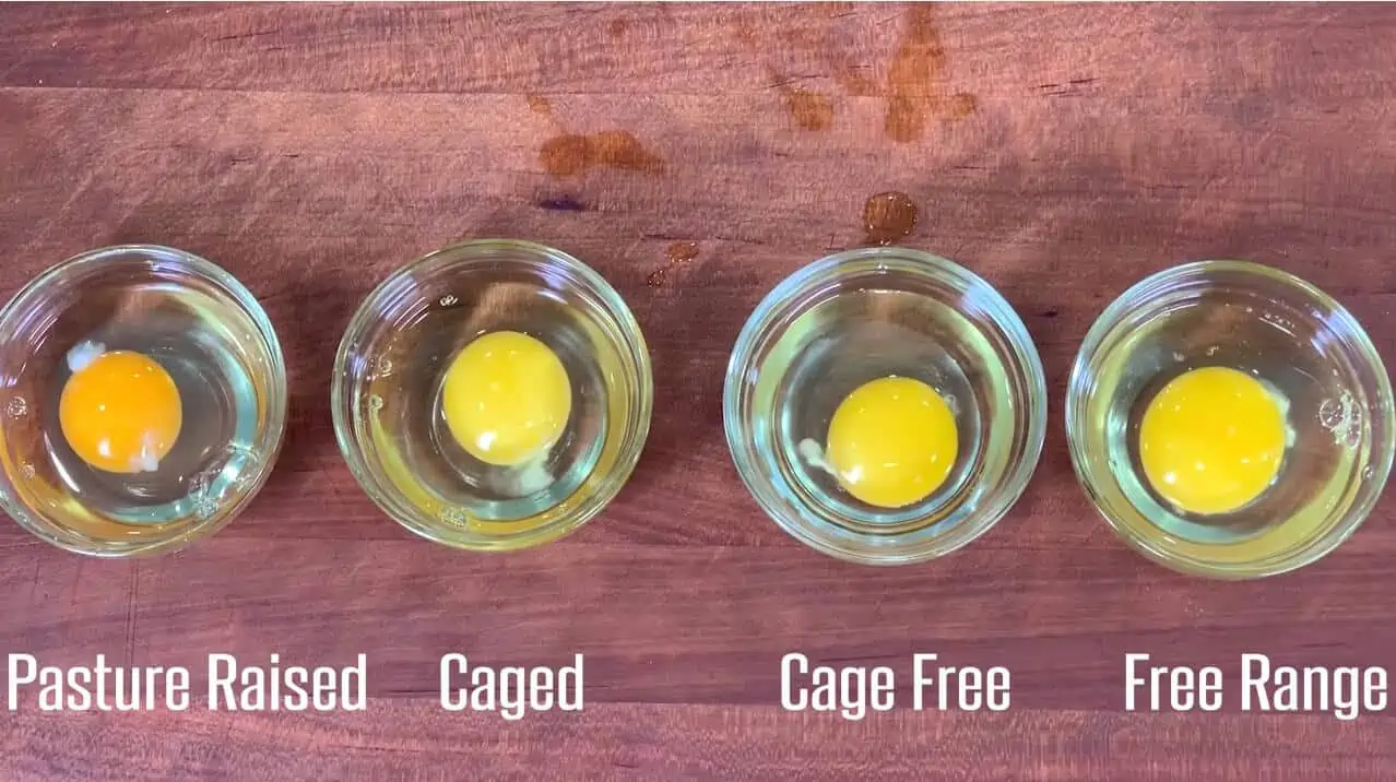 Cage-free vs. Free-range Pros and Cons