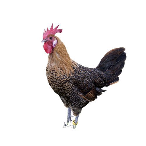Campine-chicken-breeds