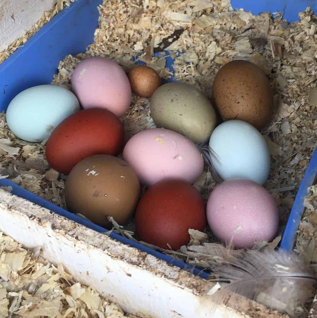 Can Chicken Lay Pink Eggs?
