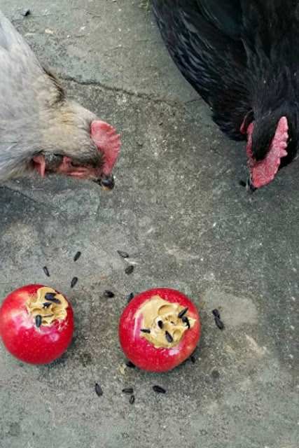 Can Chickens Eat Apple seeds