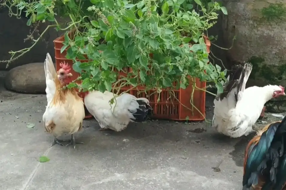 Can Chickens Eat Basil? The short answer