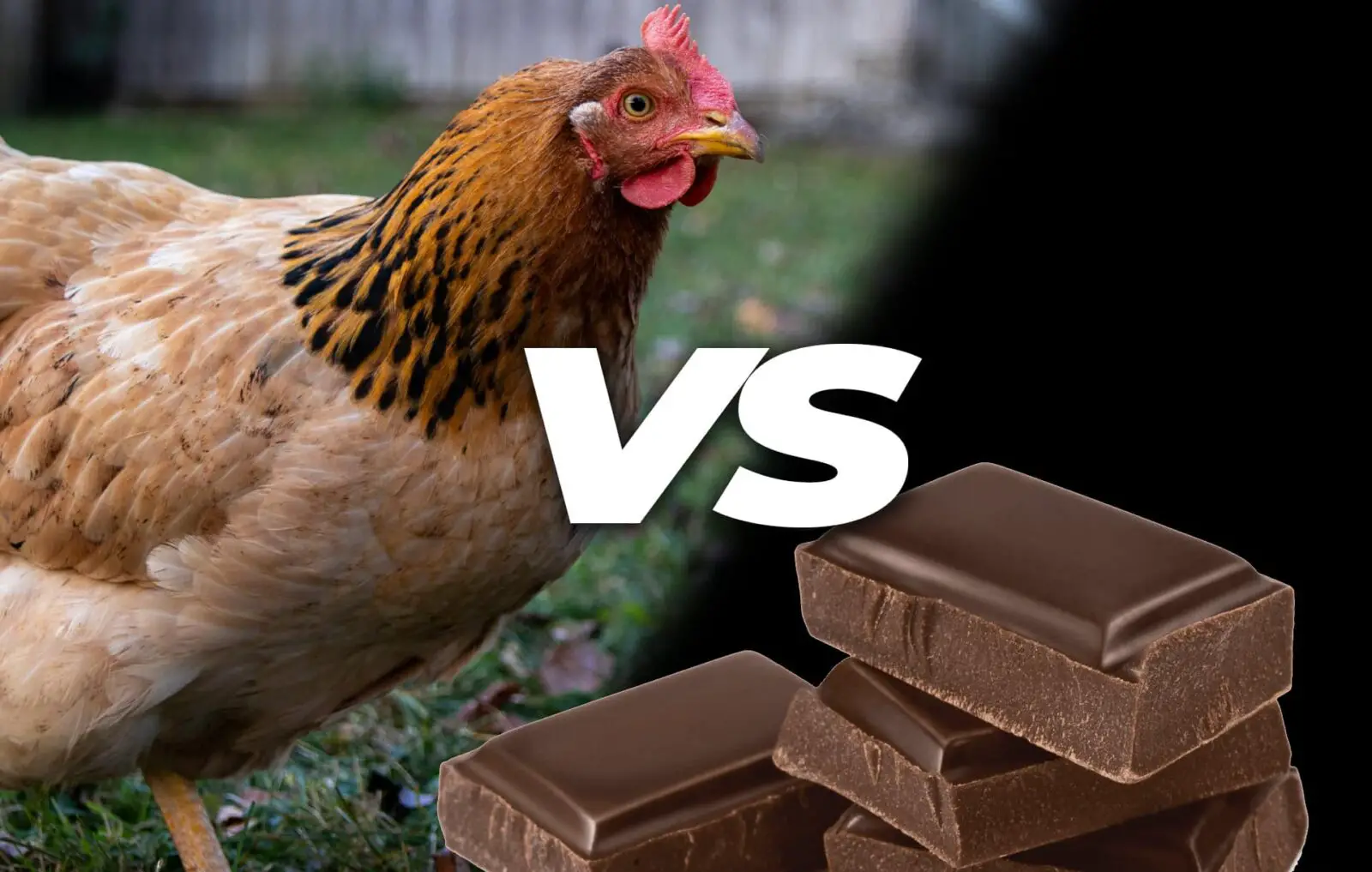 Can Chickens Eat Chocolate
