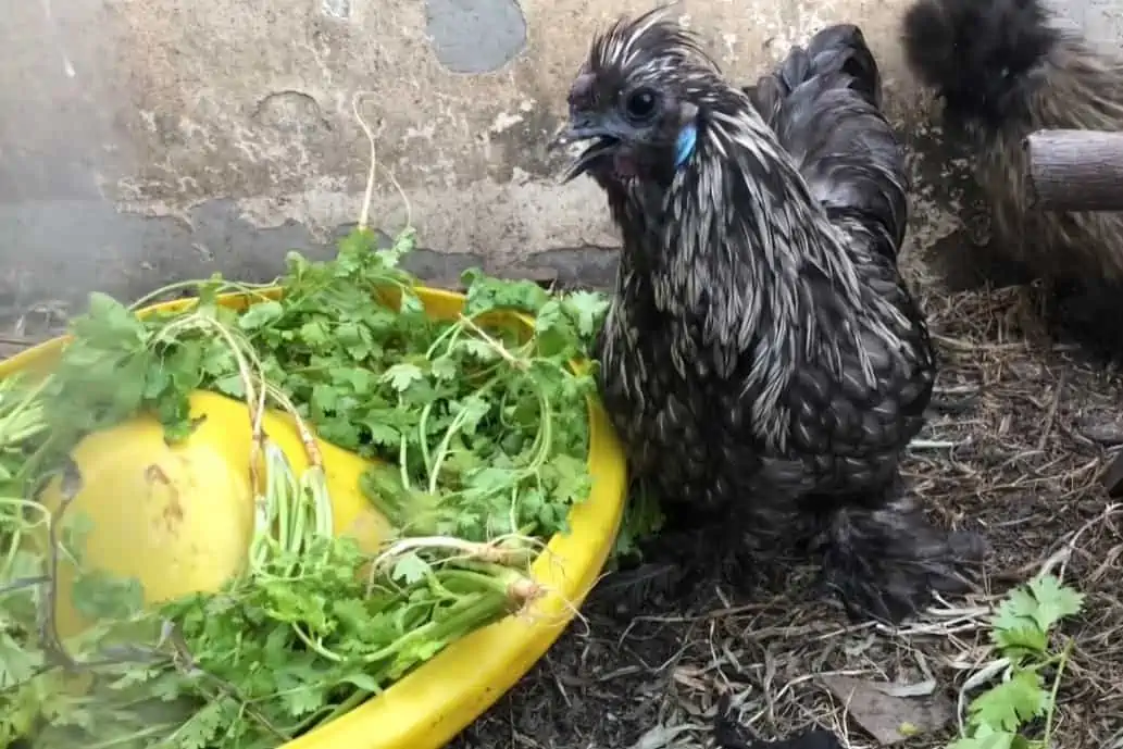 Can Chickens Eat Cilantro? The short answer