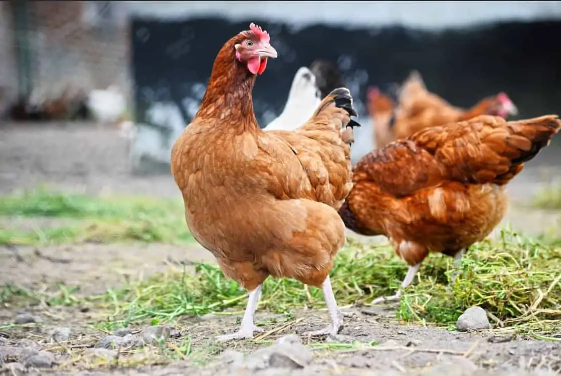 Can Chickens Eat Cinnamon? The short answer