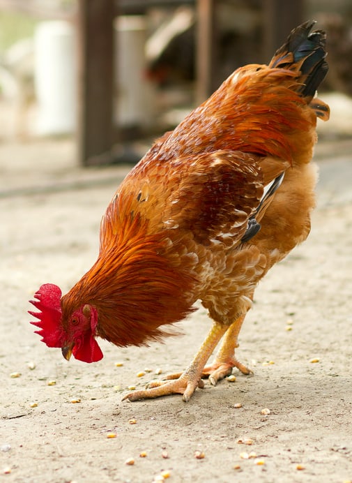 Can Chickens Eat Corn? The short answer