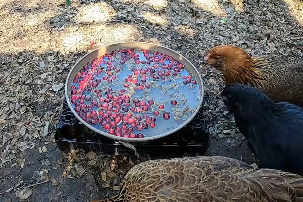 Can Chickens Eat Cranberries? The short answer