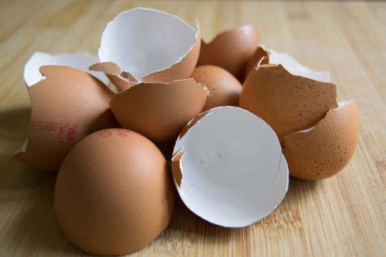 Can Chickens Eat Eggshells? (Everything You Need To Know)