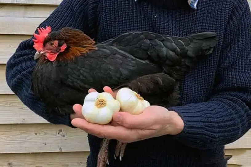 Can Chickens Eat Garlic? The short answer