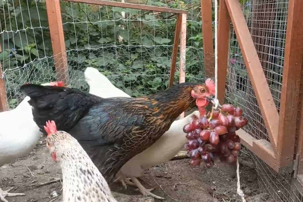 Can Chickens Eat Grapes?