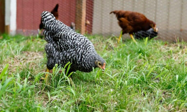 Can Chickens Eat Mint? (Details)