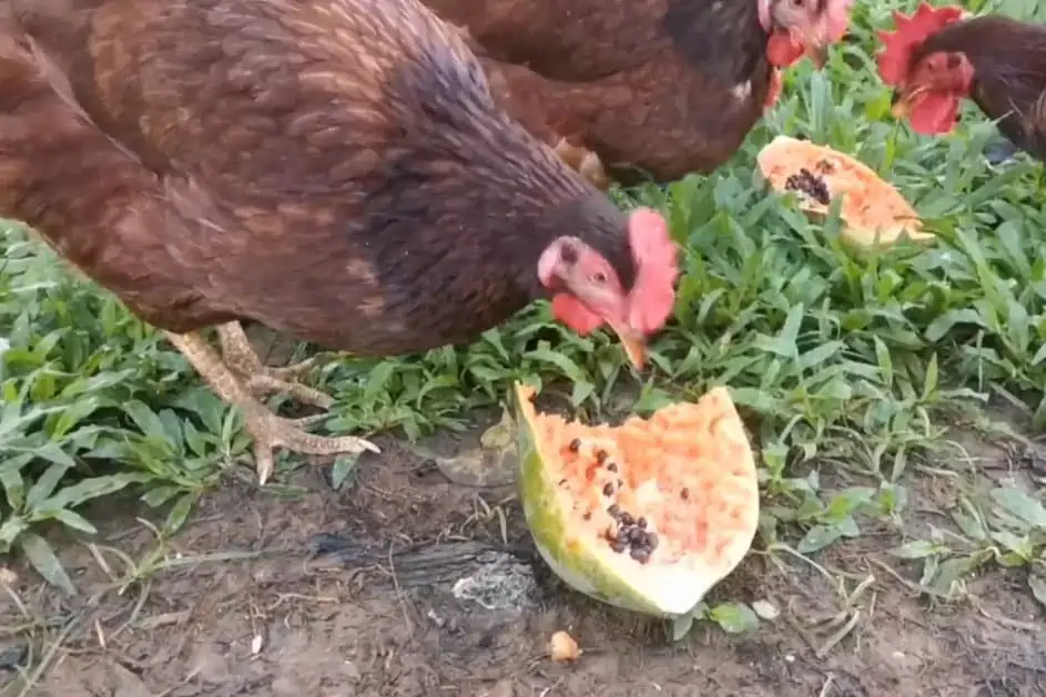 Can Chickens Eat Papaya? The short answer