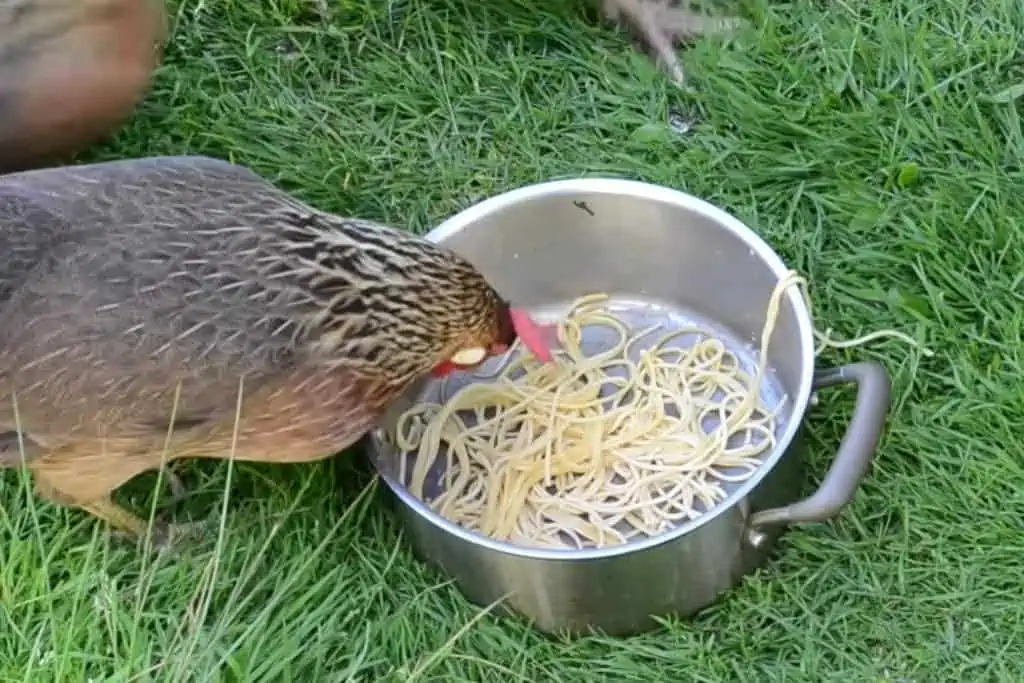 Can Chickens Eat Pasta? The short answer