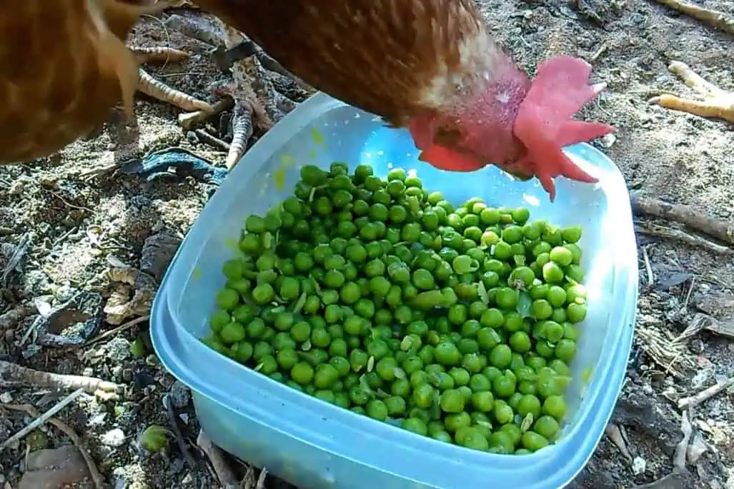 Can Chickens Eat Peas? The short answer