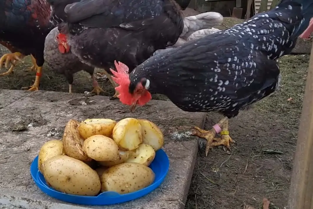 Can Chickens Eat Potatoes? The short answer