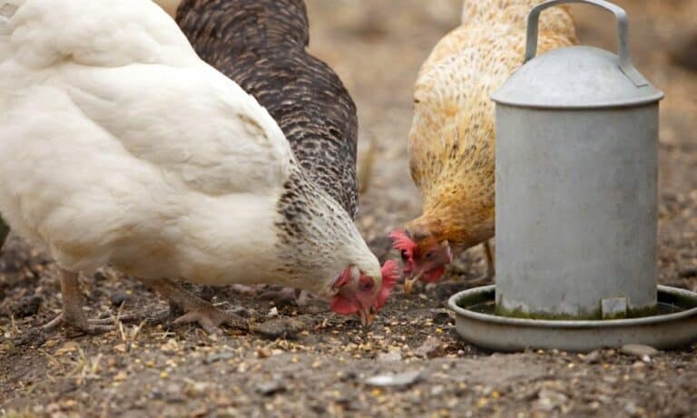 Can Chickens Eat Quinoa? (Details)