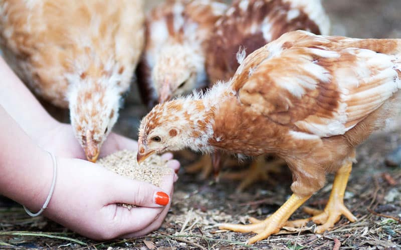 Can Chickens Eat Quinoa? The short answer