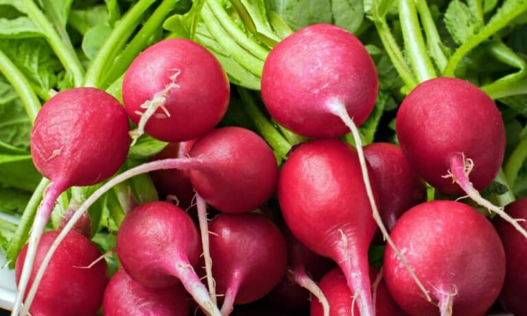 Can Chickens Eat Radishes? (Details)