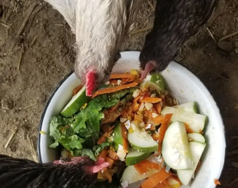 Can Chickens Eat Radishes