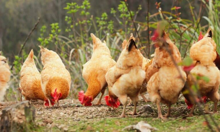 Can Chickens Eat Raspberries? (Details)