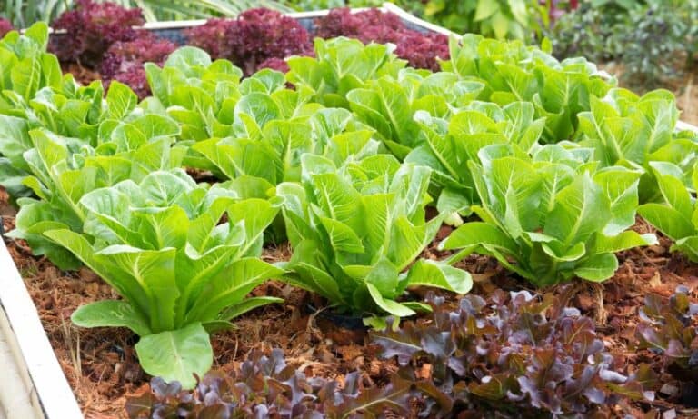 Can Chickens Eat Romaine Lettuce? (Details)