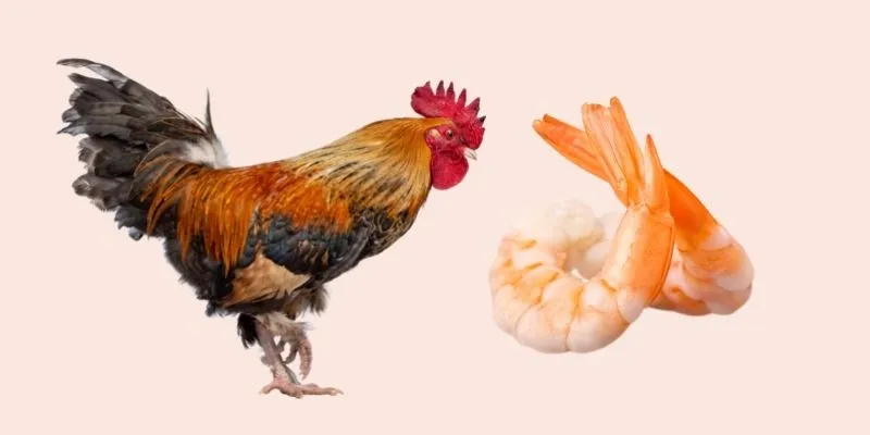 Can Chickens Eat Shrimp? The short answer