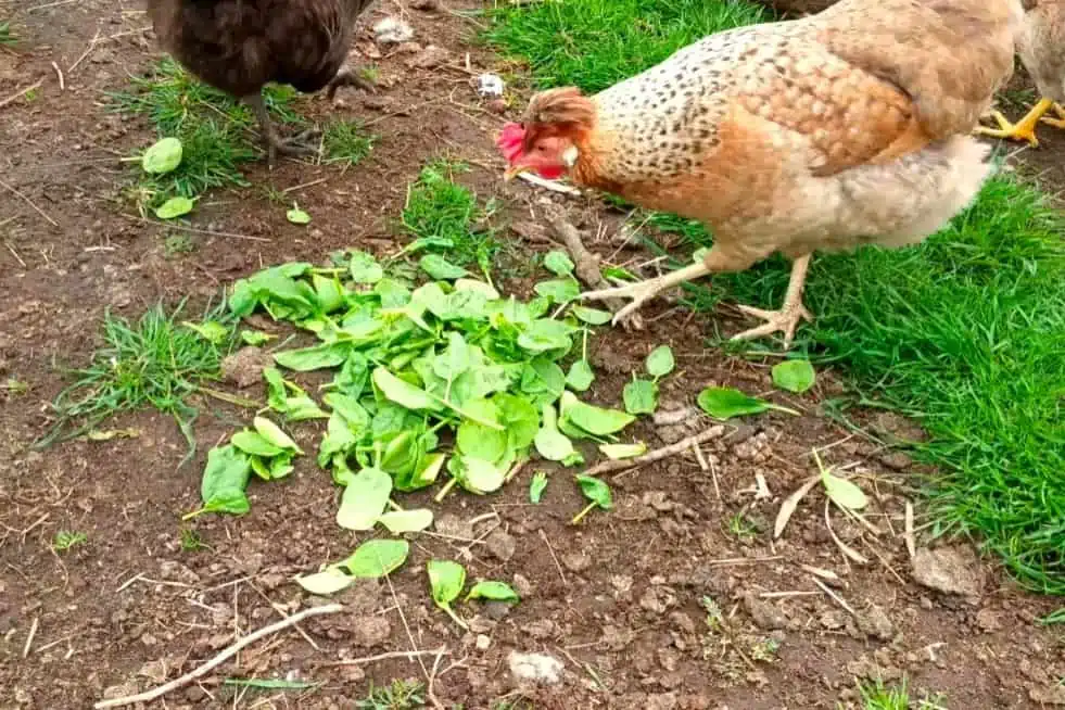 Can Chickens Eat Spinach