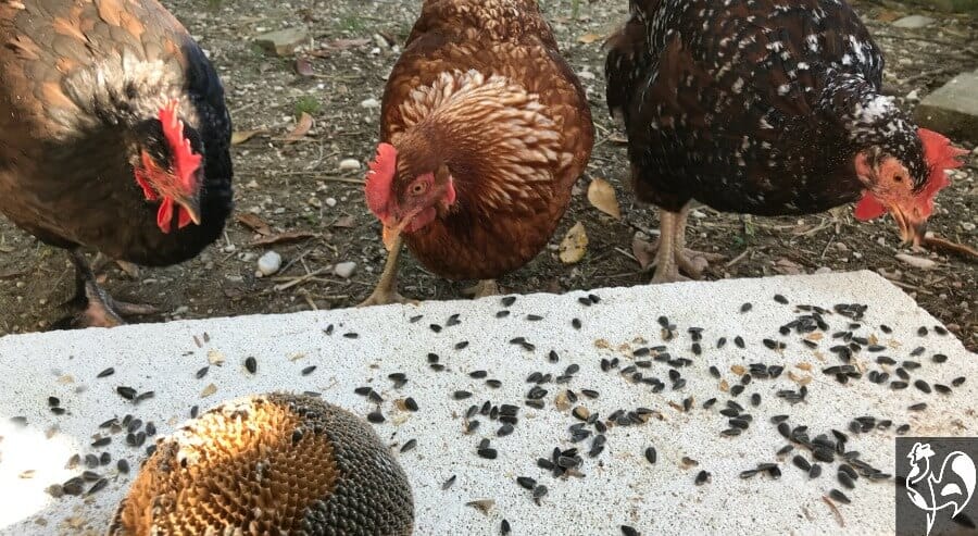 Can Chickens Eat Sunflower Seeds? The short answer