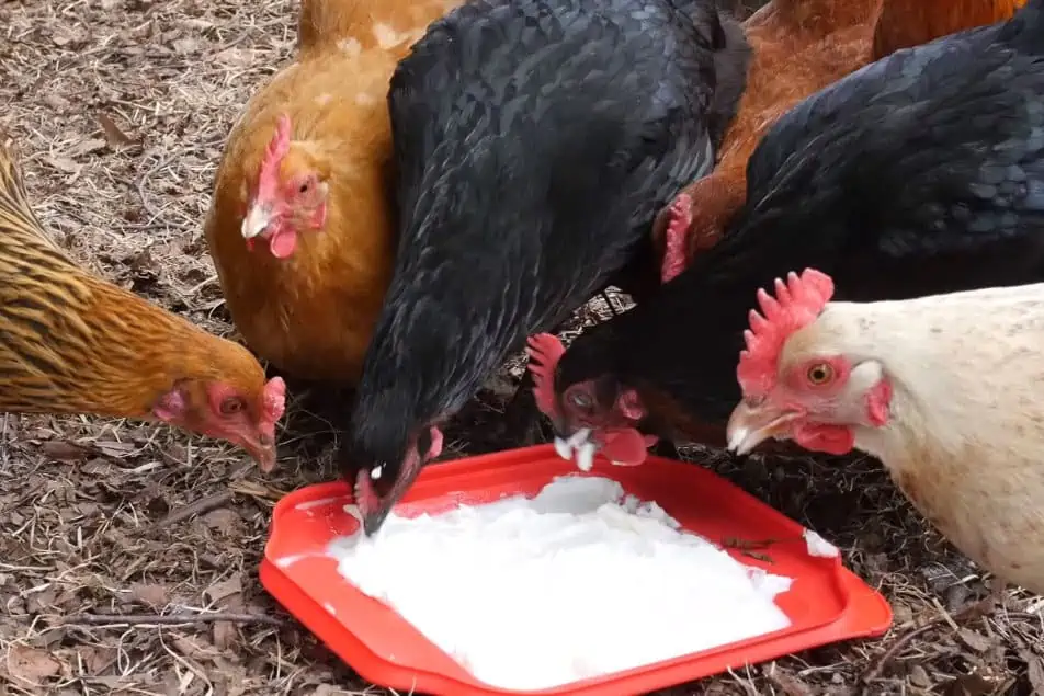 Can Chickens Eat Yogurt? The short answer