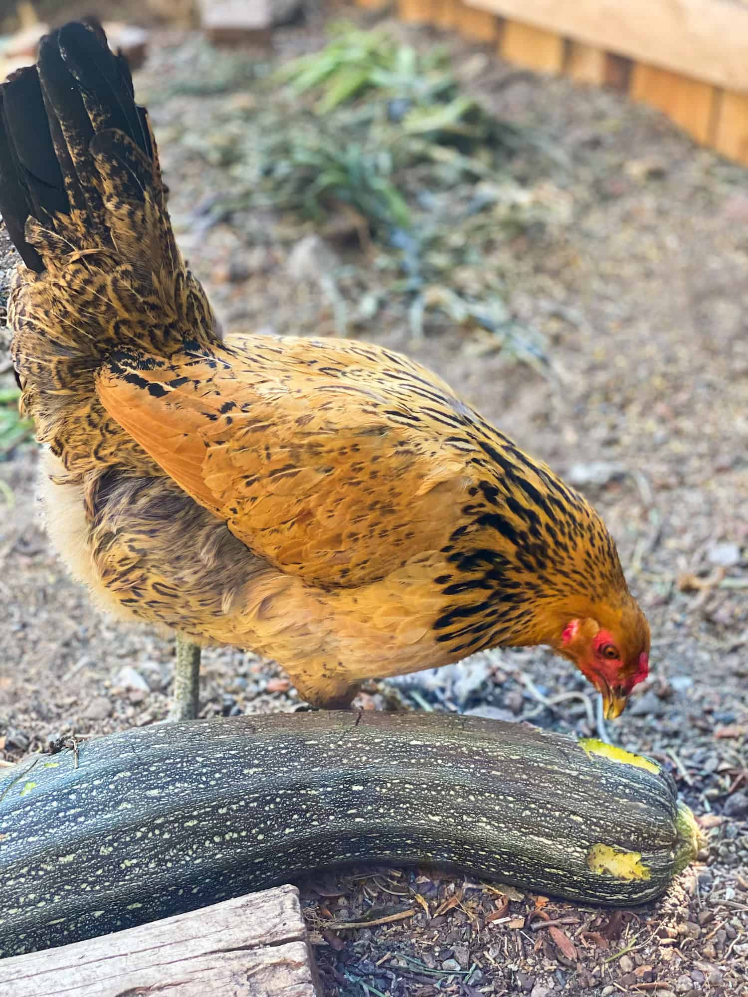 Can Chickens Eat Zucchini? The short answer