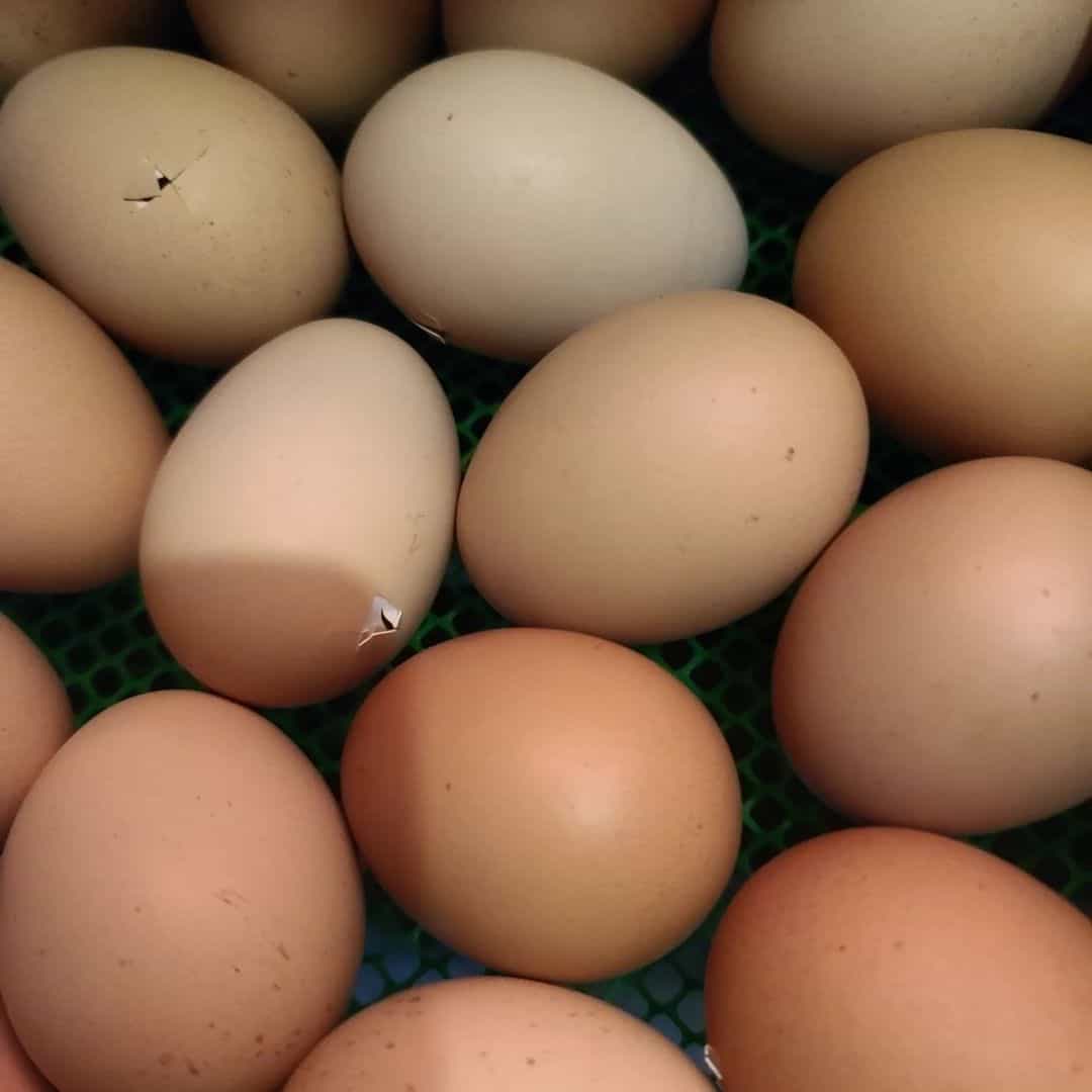 Can Hens Lay Fertilized Eggs Without a Rooster?