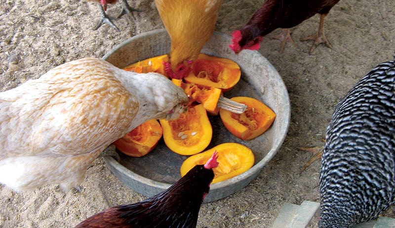 Can chickens eat all kinds of squash