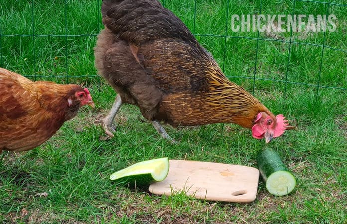 Can chickens eat too much zucchini