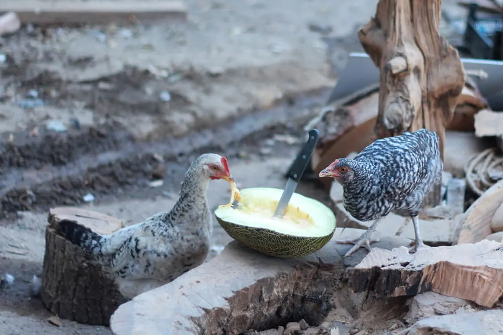 Can chicks eat cantaloupes