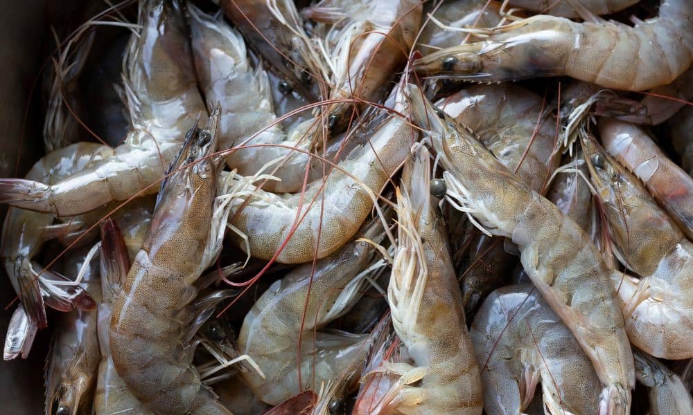 Can chicks eat shrimp