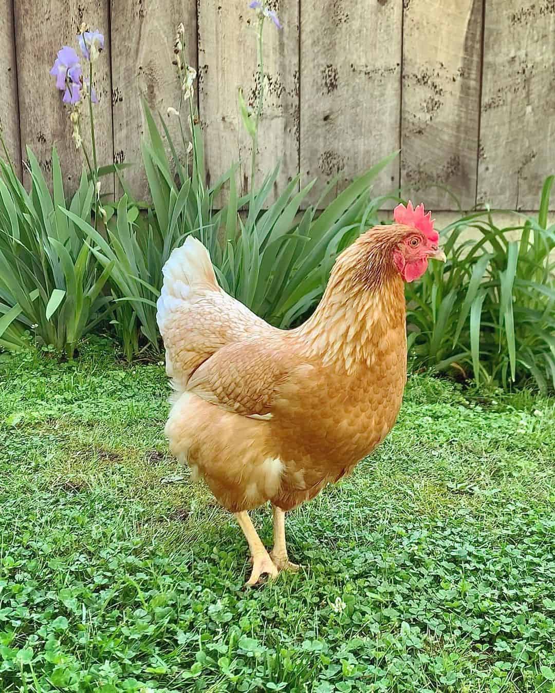 Can you use Cinnamon Queen chickens in shows?